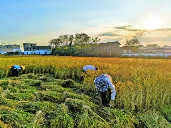 高坡云顶邀您来过丰收节