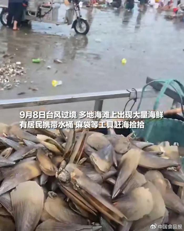 台风“送”来的海鲜，危险危险！