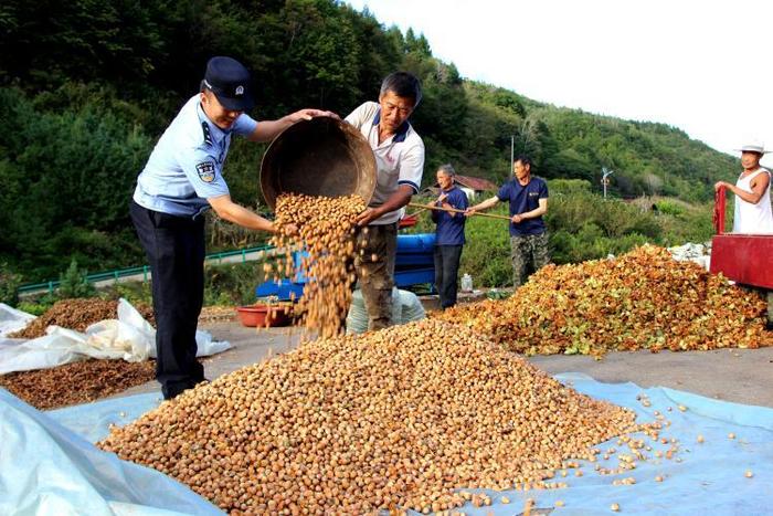 吉林临江：用“藏蓝”身影守护“金黄”秋收