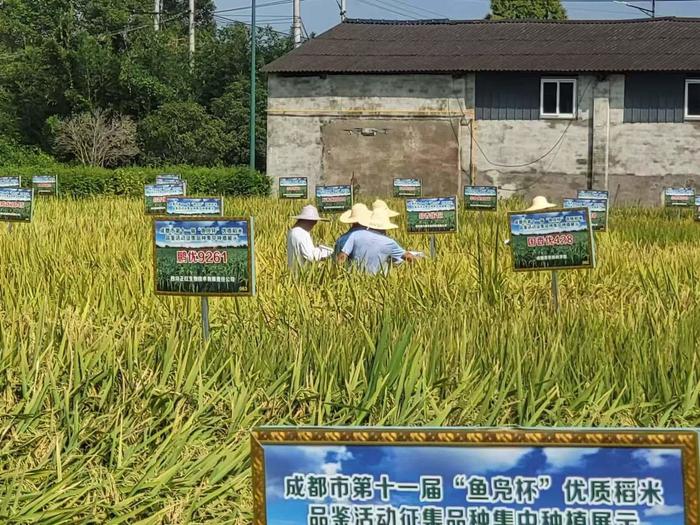 探访“农民丰收节”主会场丨四川为粮食种子发“安全牌照”的基地，让农人“看禾选种”