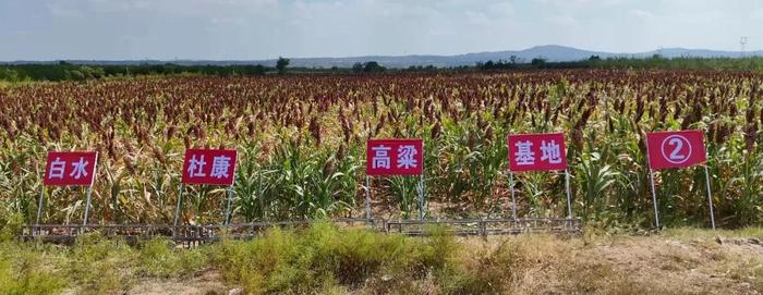 金秋酒约 寻味老清香第三届“红高粱基地”陕西白水杜康行圆满举行