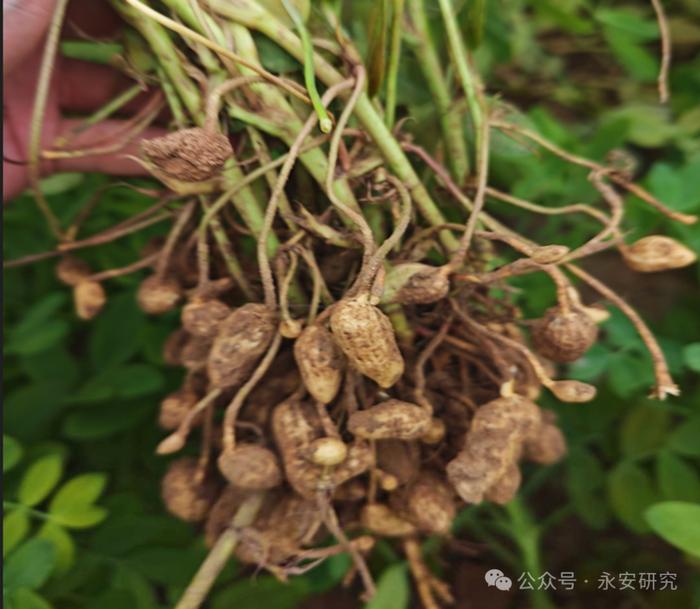 调研报告丨东北地区、河南省及山东部分花生产区走访实录