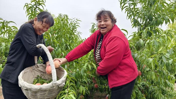 节气中的兵团 | 秋分至，又是一年丰收时