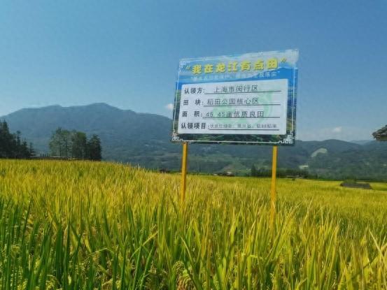 什么？！闵行在保山有块“飞地”？这里的大米将进入更多上海家庭丨一家亲