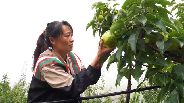 云南宾川：蜂糖梨丰收正当时