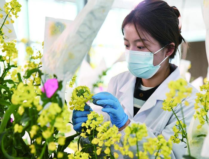 科研人员正在观察油菜。本报记者 李娜 魏雅琪 摄