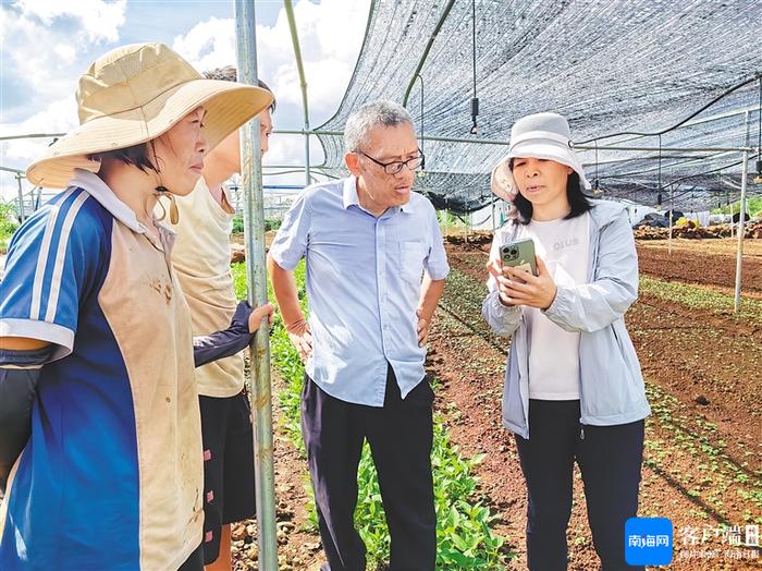 产业技术体系专家指导海南灾后蔬菜恢复生产 种植户积极开展抢耕抢种