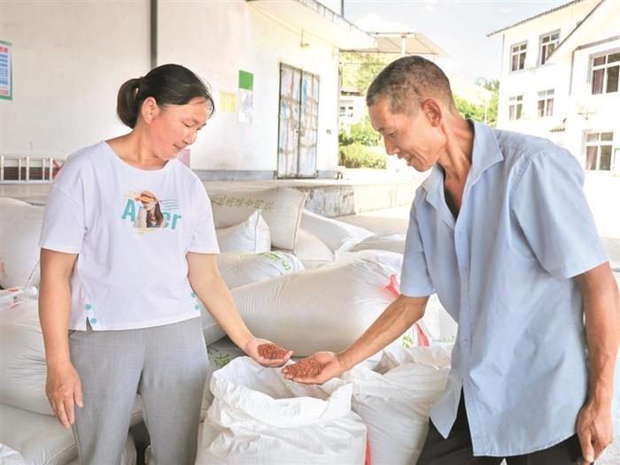 遵义仁怀市合马镇村民在粮站售卖高粱。 赵颖 摄
