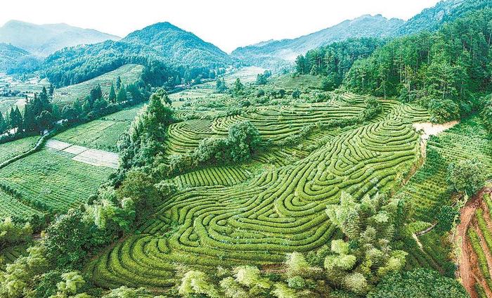 “三茶”统筹新风劲吹