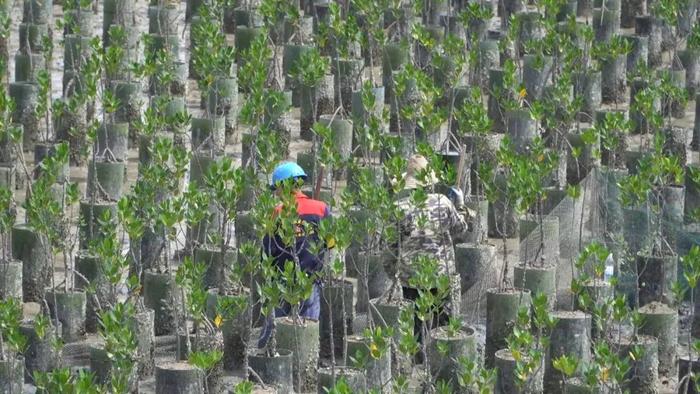 在北海！全国首个红树林青蟹自然放养项目取得成功