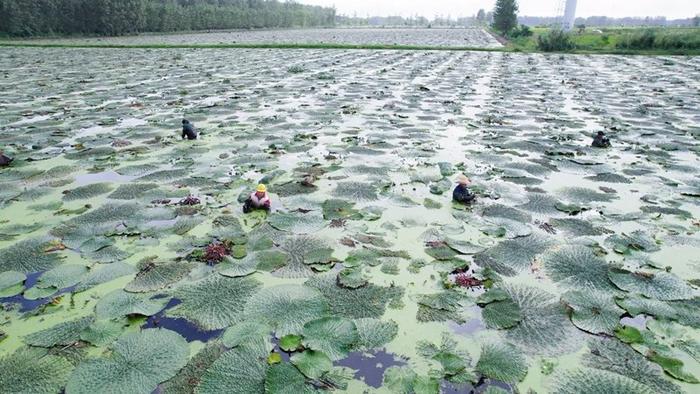 江苏金湖：小小芡实果 致富“金豆豆”