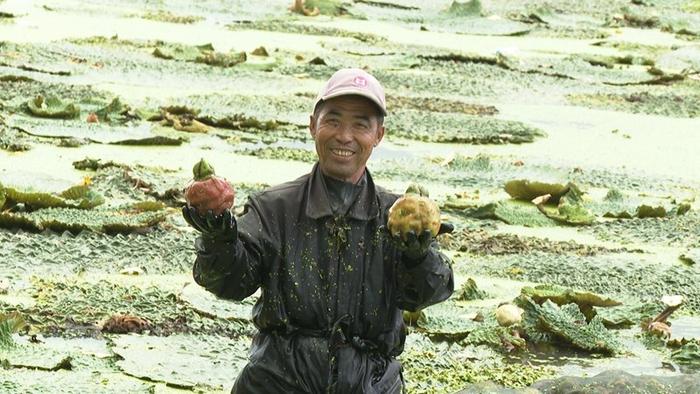 江苏金湖：小小芡实果 致富“金豆豆”