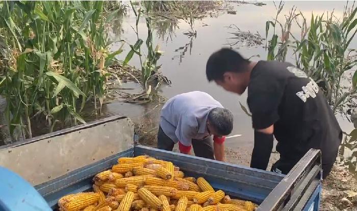 永城村民涉水抢收河滩内的庄稼