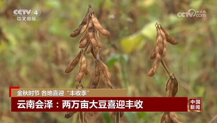 瓜果飘香稻穗金黄 希望的田野上奏响丰收赞歌