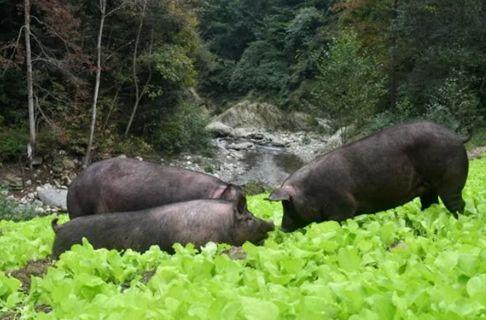 铁骑力士优食谷：品牌差异化战略助力肉类市场突围