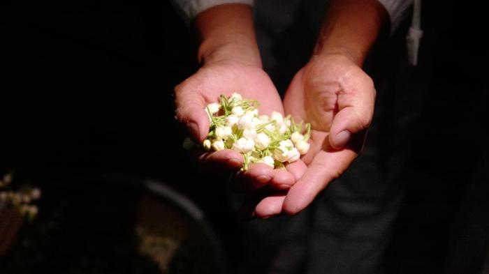 茉莉花茶里，到底应不应该有花？