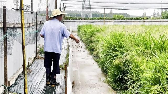 稻蛙共生呱呱叫！松江这里的农民一田双收