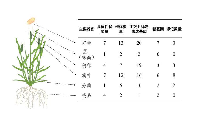 科技蜀光丨在小麦育种迷宫中找到通往高产宝藏的线索