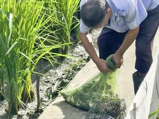 稻蛙共生呱呱叫！松江这里的农民一田双收