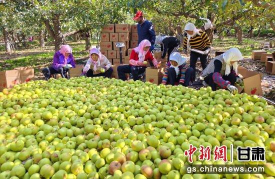 中央媒体看甘肃｜张掖民乐：祁连山下苹果梨丰收