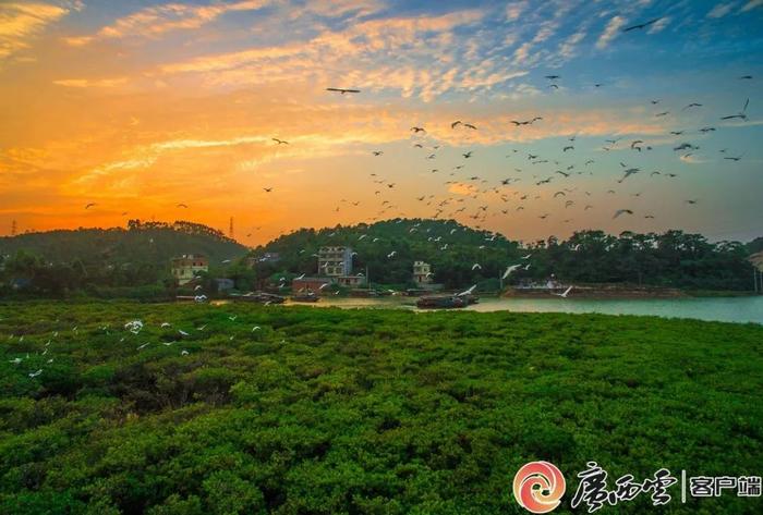 用镜头展现防城港的生态魅力｜“海边山影像——零距离生态防城港”主题摄影展开展