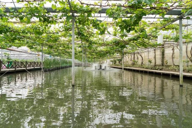 海派乡村新图景丨海派乡村好去处：在金山的“热带雨林”里摘龙眼、钓龙虾