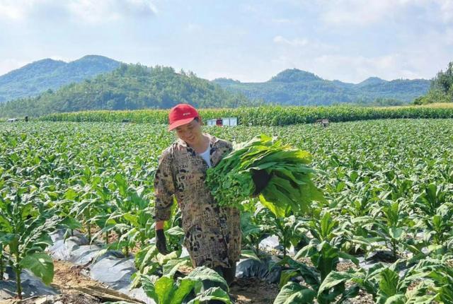 金融活水灌田野，喜迎农民丰收节，中国银行贵州省分行金融助力乡村振兴发展