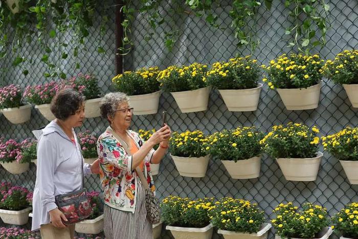 秋日来团结湖公园赏菊，万余株菊花竞相绽放