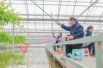 海派乡村新图景丨海派乡村好去处：在金山的“热带雨林”里摘龙眼、钓龙虾