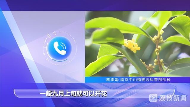 今年的桂花你咋还在“躲猫猫”？江苏多地桂花花期推迟