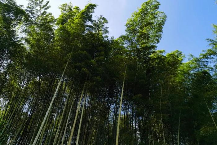 熄灯号丨中队后山的竹林