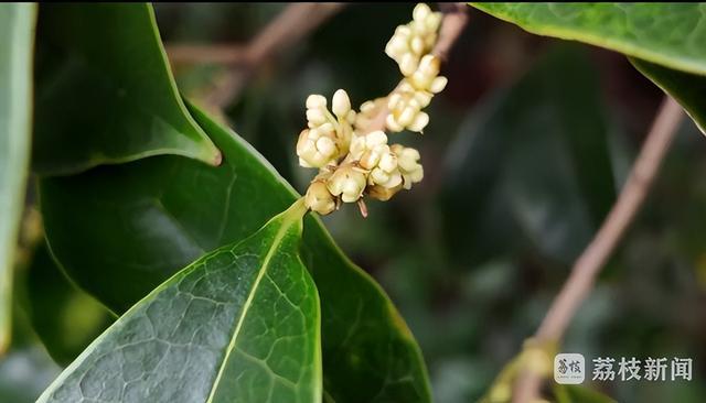 今年的桂花你咋还在“躲猫猫”？江苏多地桂花花期推迟