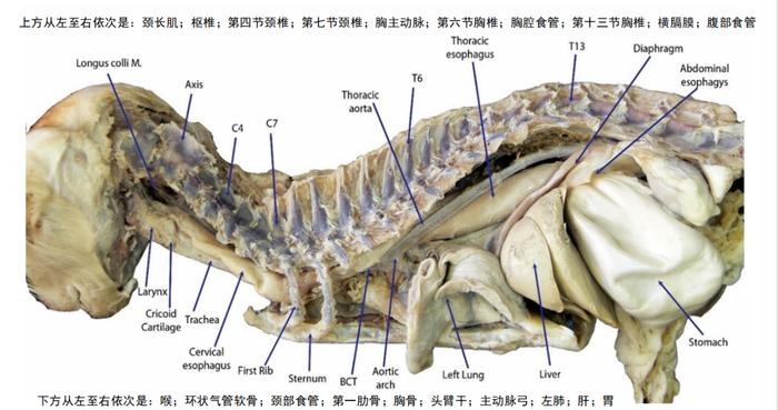 猫咪吃鱼，天生不会被鱼刺卡住吗