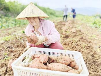 党建引领聚合力　地瓜产业促共富