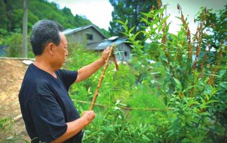 削木镶嵌的树皮画：大自然的艺术表达