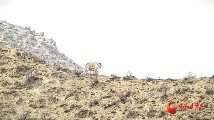 熊出没、邂逅雪豹、突遇山洪……祁连山守护者历险记