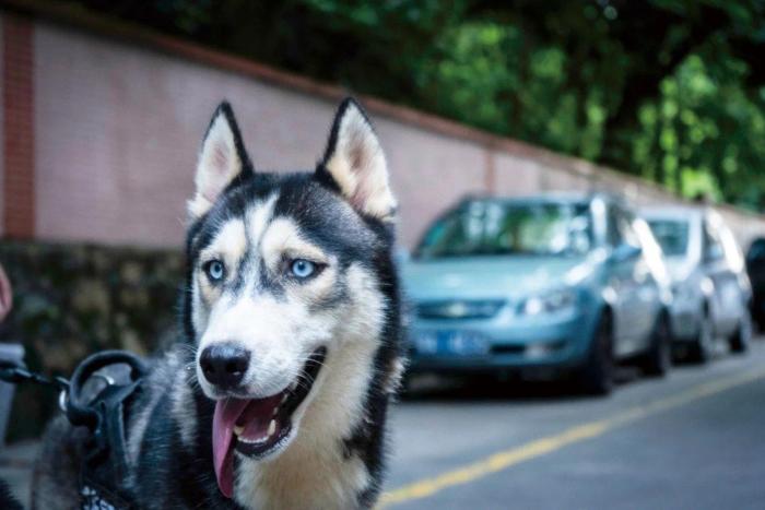 预防狂犬病，别被猫狗咬就够了吗？还有这些需要注意→