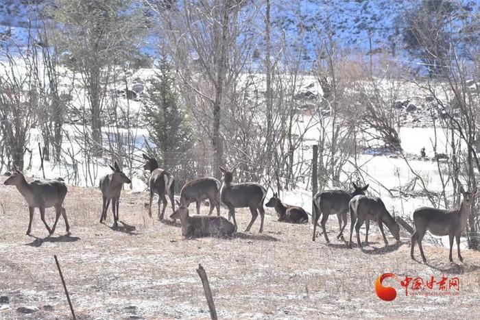 熊出没、邂逅雪豹、突遇山洪……祁连山守护者历险记