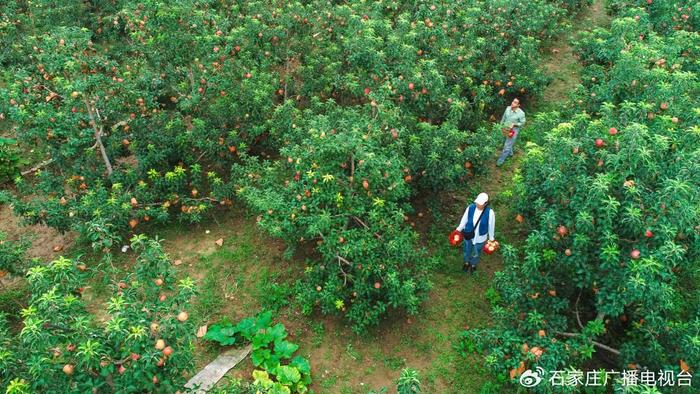 奋进强国路 阔步新征程·老区行|河北涉县：红色资源激发全域旅游新活