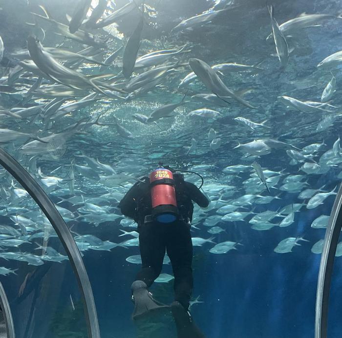 国庆长假去观赏“群游鱼”和企鹅，上海海洋水族馆推出科普展