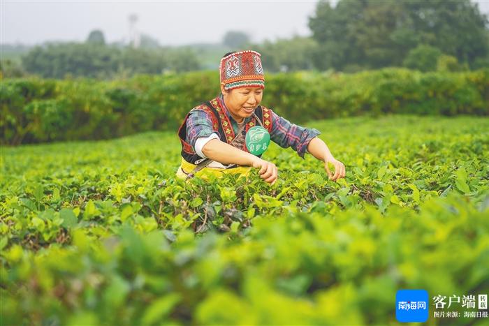 庆祝中华人民共和国成立75周年特刊丨海南省生态环境厅：以绿为底向新行