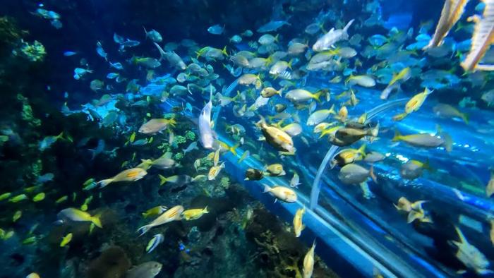 国庆长假去观赏“群游鱼”和企鹅，上海海洋水族馆推出科普展