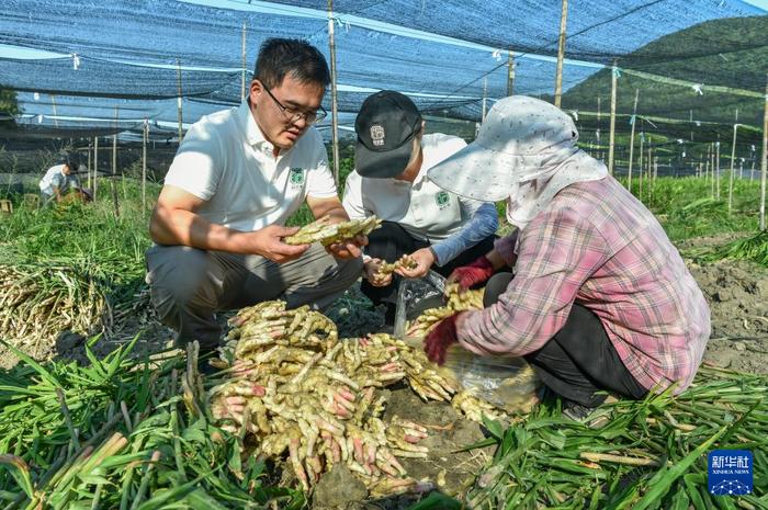 四季中国｜从舌尖非遗到富民产业——铜陵白姜迎来丰收季