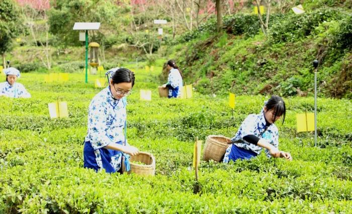 全省率先！黄山名茶获立法保护