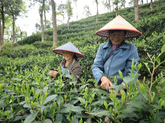 全省率先！黄山名茶获立法保护