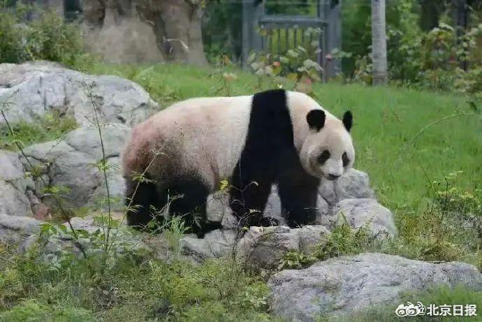 今天，尾号轮换！晚高峰提前到15时