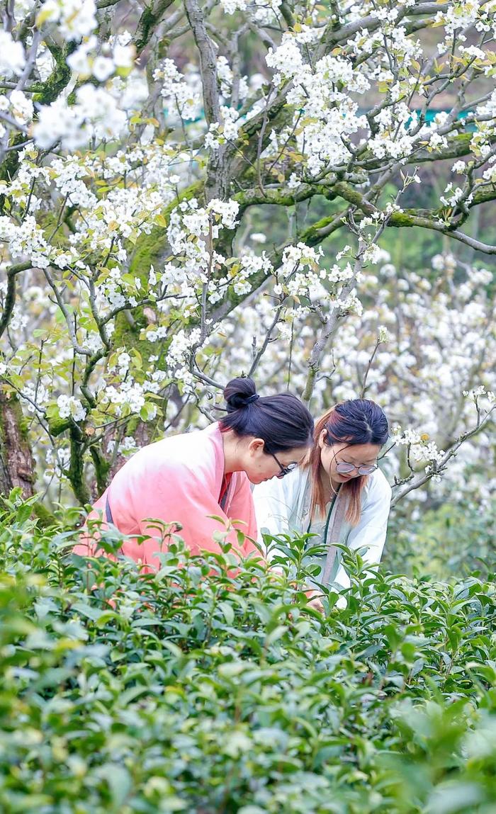 全省率先！黄山名茶获立法保护