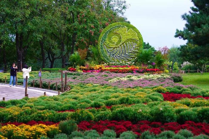 国家植物园菊花展迎客，中国传统独本菊提前绽放