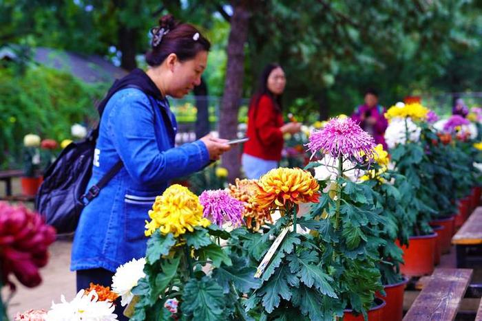 国家植物园菊花展迎客，中国传统独本菊提前绽放