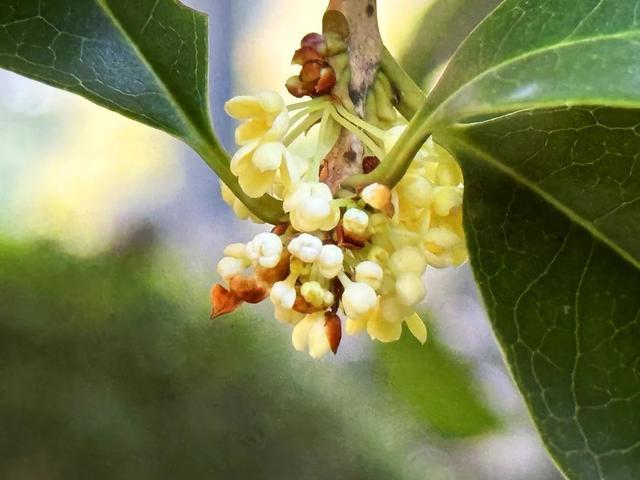 香了香了闵行这里的桂花，开了